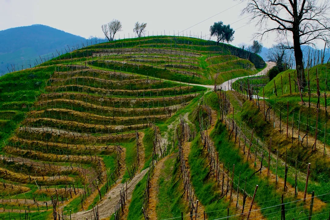 Dégustation vins Valais en famille : le guide 2026